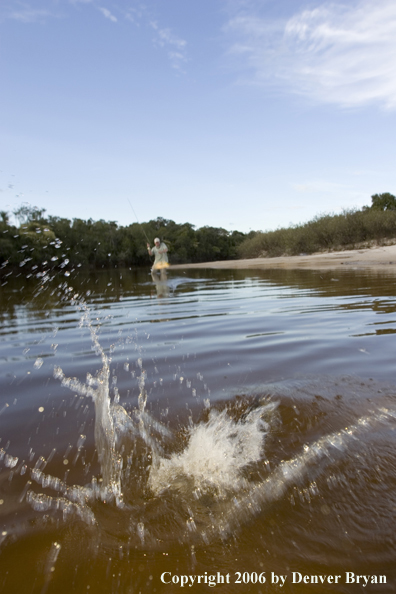 Fisherman with Peacock bass
