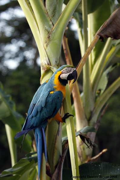 Blue Macaw in habitat