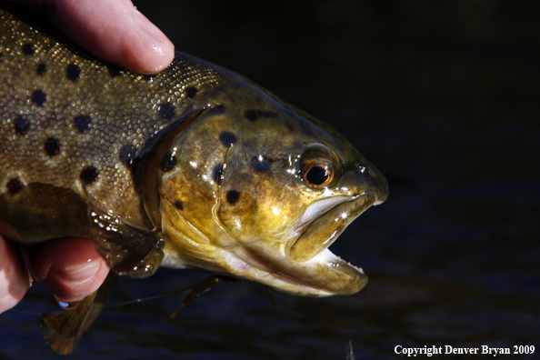 Small Brown Trout