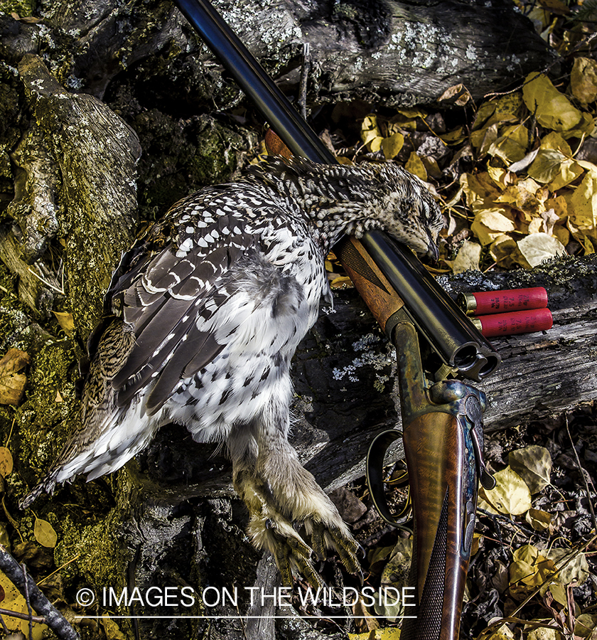 Bagged sharp-tailed grouse with shotgun.