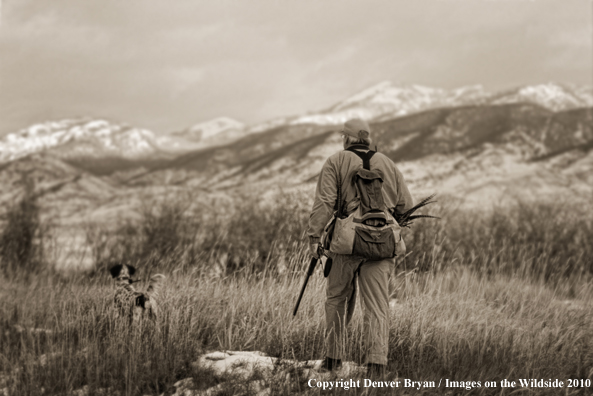 Upland bird hunter with English Setter. (Original image #11006-061.19)