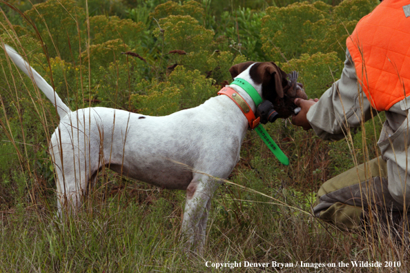  English Pointer with hunter in field