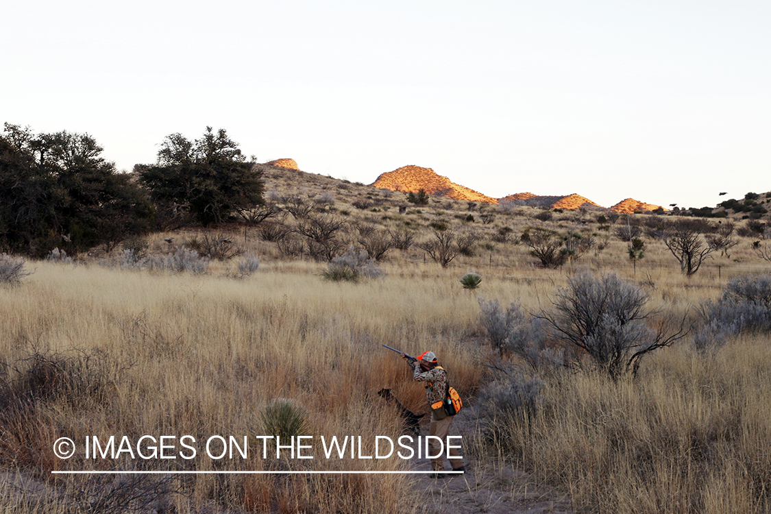 Upland game bird hunter aiming at quail.