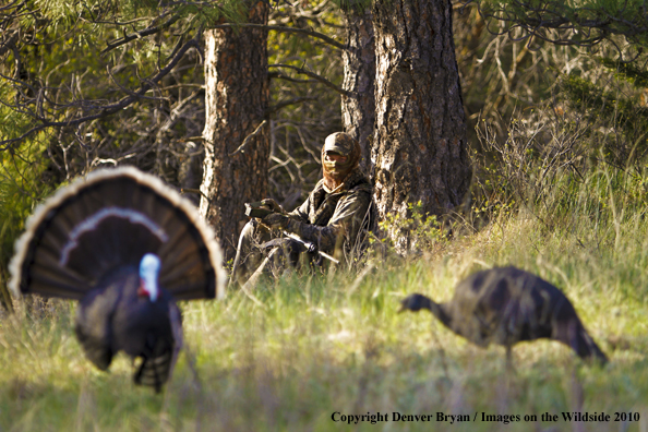 Hunter with (Merriam's) turkey in sights