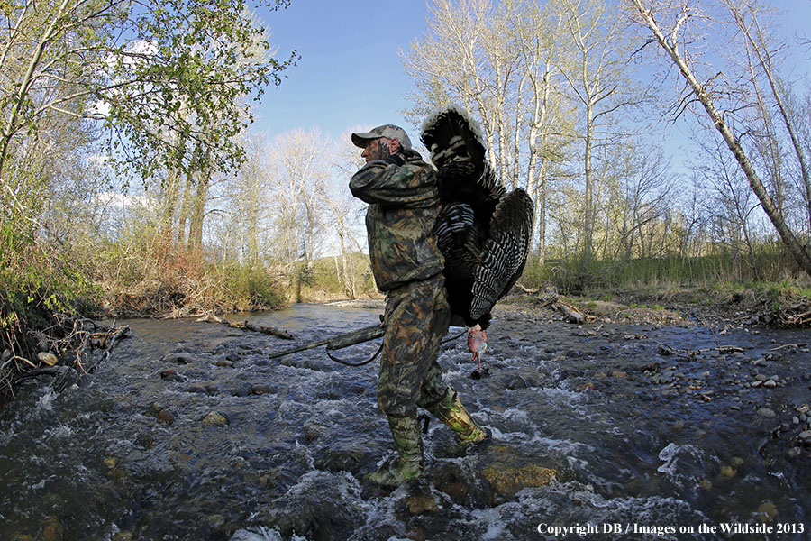 Turkey hunter in field with bagged turkey.