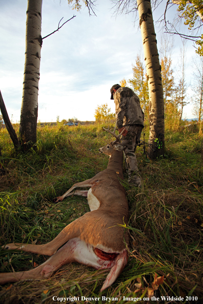 Bowhunter dragging downed white-tailed buck to truck on horizon