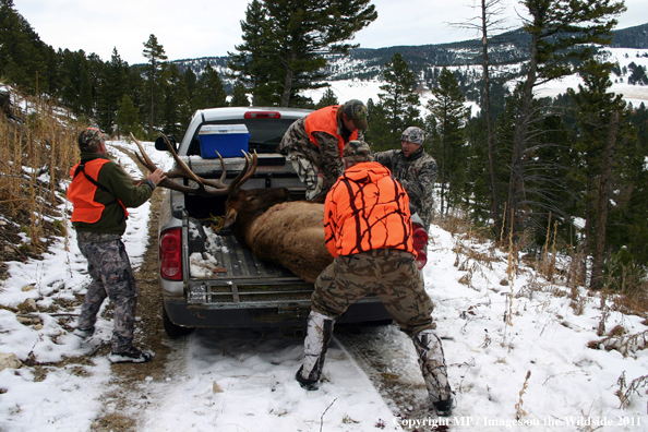 Big game hunters loading bagged elk into back of pick-up truck.