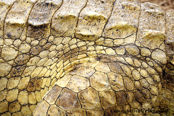 Up-close view of African crocodile's hide