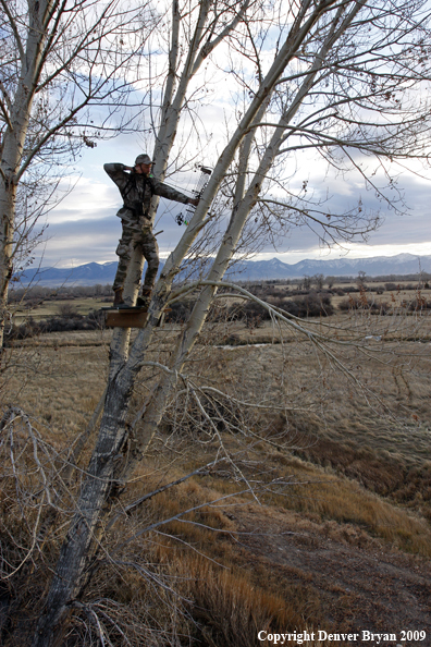 Bowhunter aiming bow from tree stand.