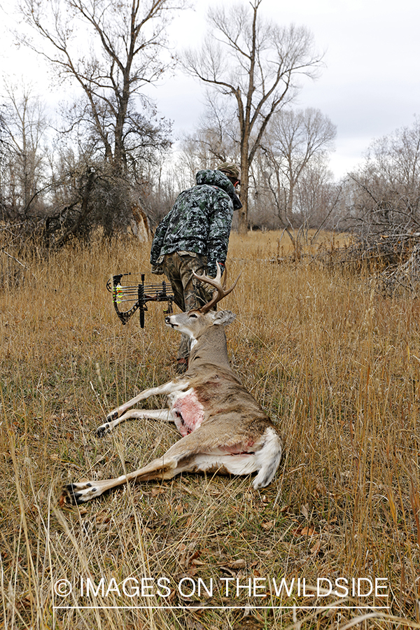 Bowhunter dragging bagged white-tailed buck.
