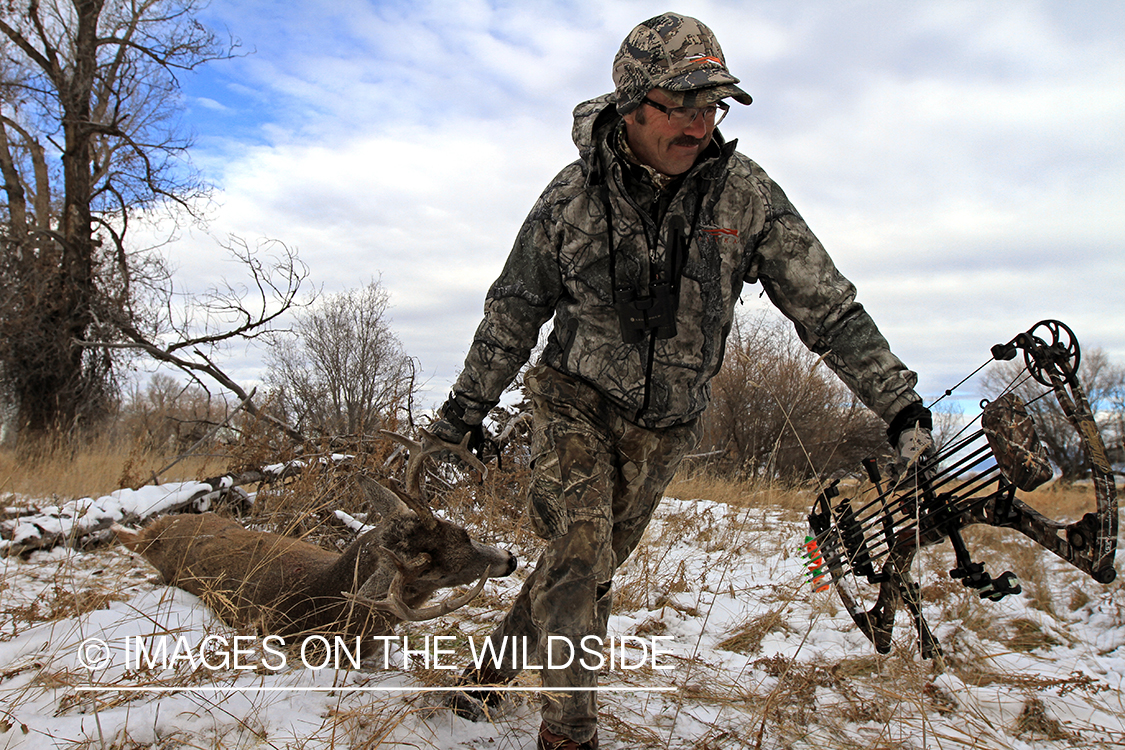 Bowhunter dragging bagged white-tailed buck.
