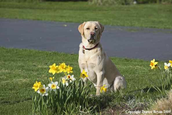 Yellow Labrador Retriever in yard