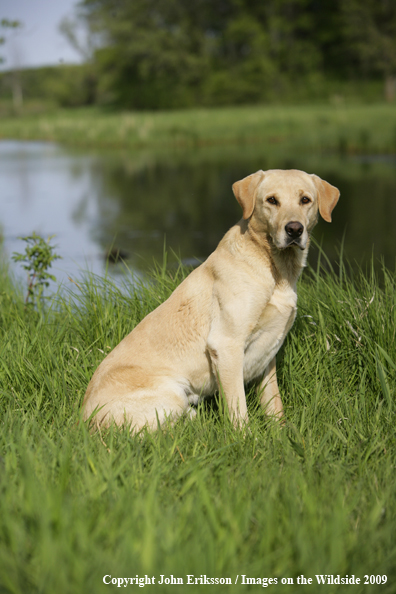 Yellow Labrador Retriever in field