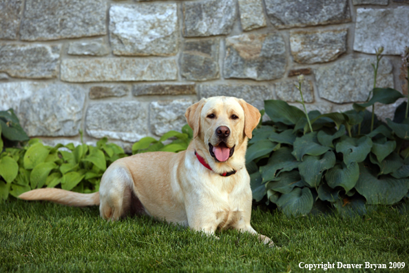 Yellow Labrador Retriever in yard