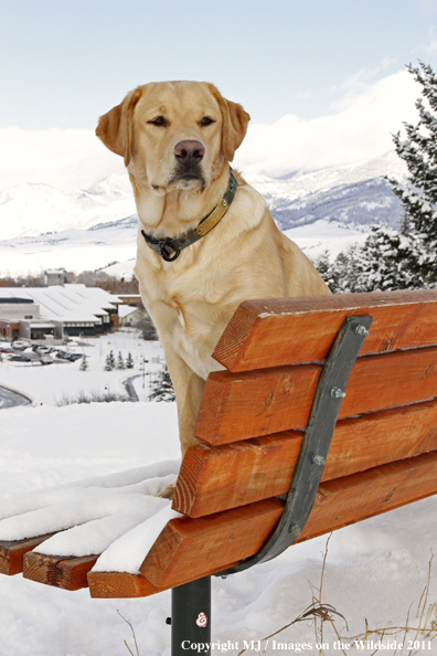 Yellow Labrador Retriever in winter. 