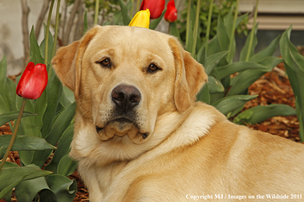 Yellow Labrador Retriever.
