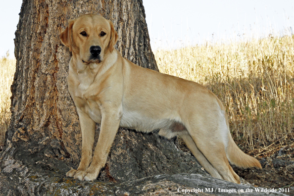 Yellow Labrador Retriever.