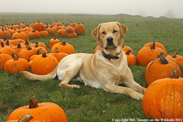 Yellow Labrador Retriever with pumpkins. 
