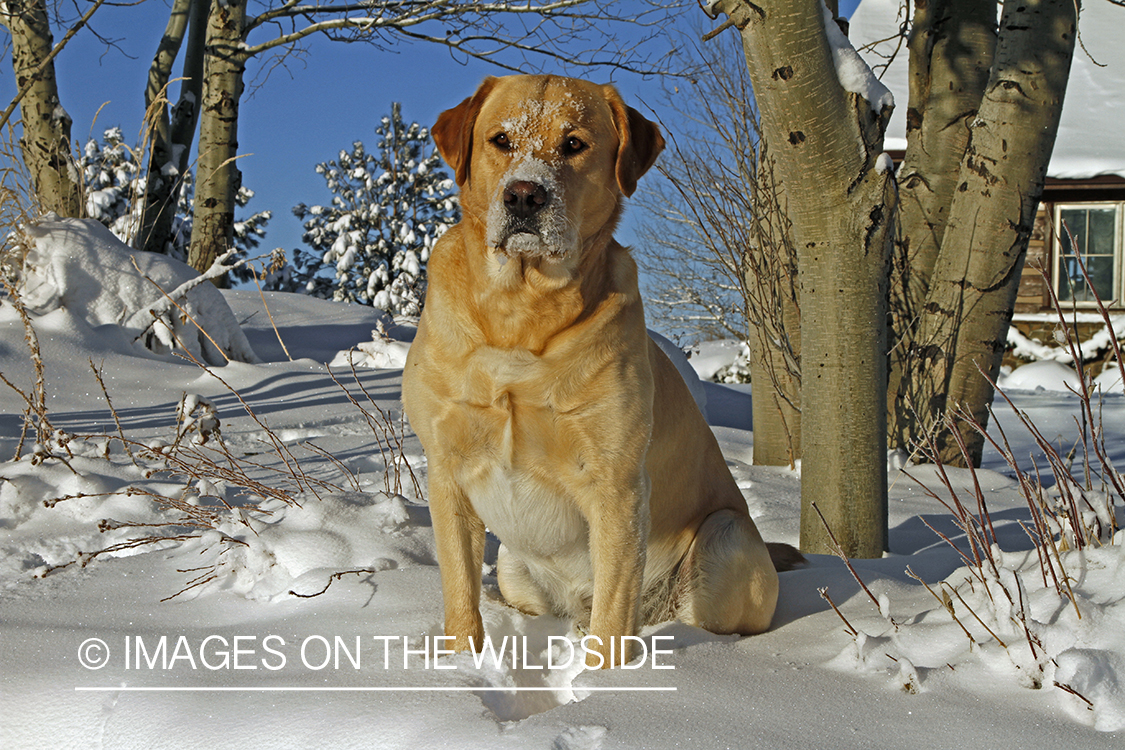 Yellow Labrador Retriever