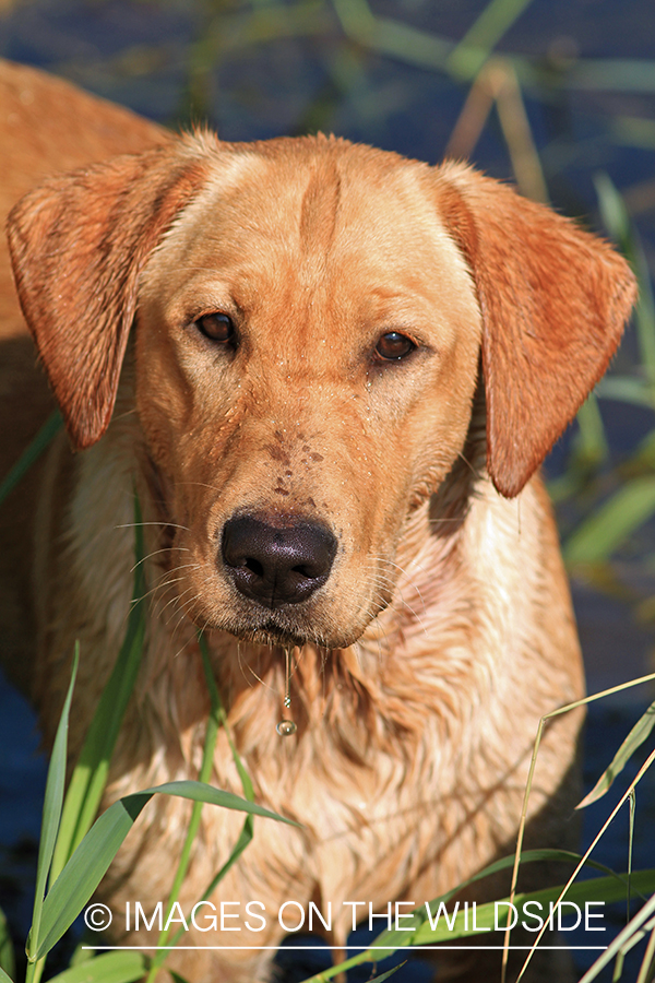 Yellow Labrador Retriever