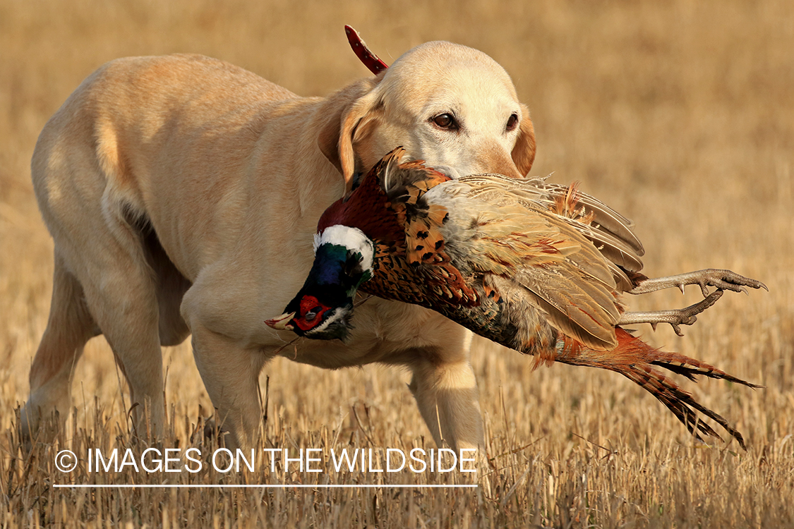 Yellow Lab retrieving pheasant.