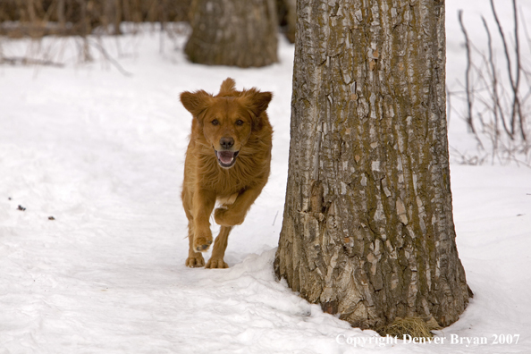 Golden Retriever in the snow.