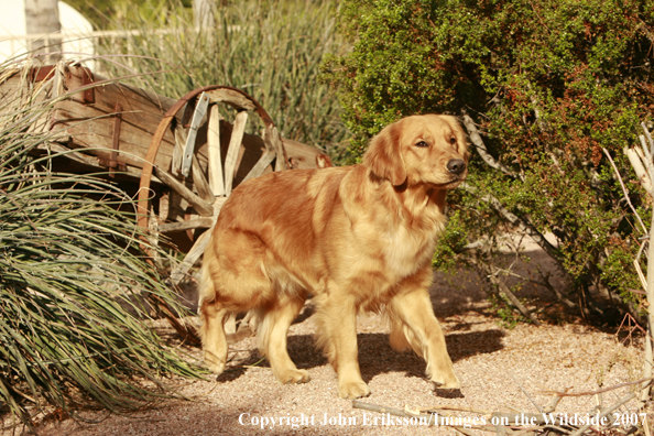 Golden Retriever 