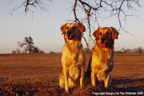 Golden Retrievers