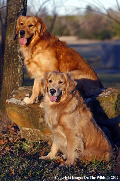 Golden Retrievers