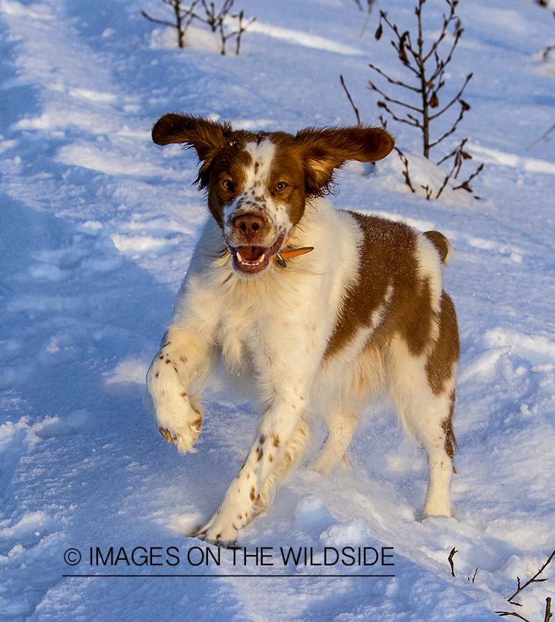 Brittany Spaniel in field.