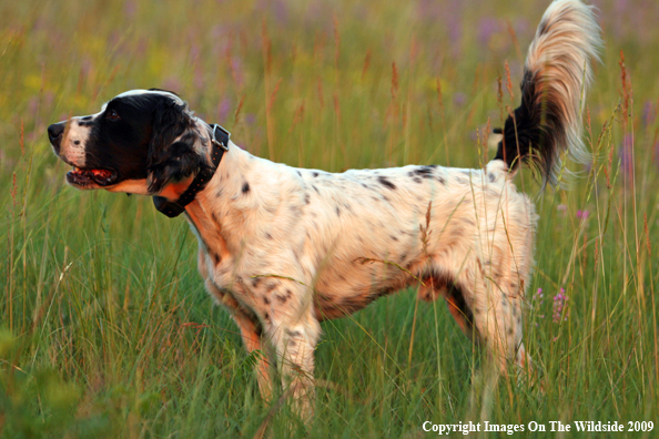 English Setter in field