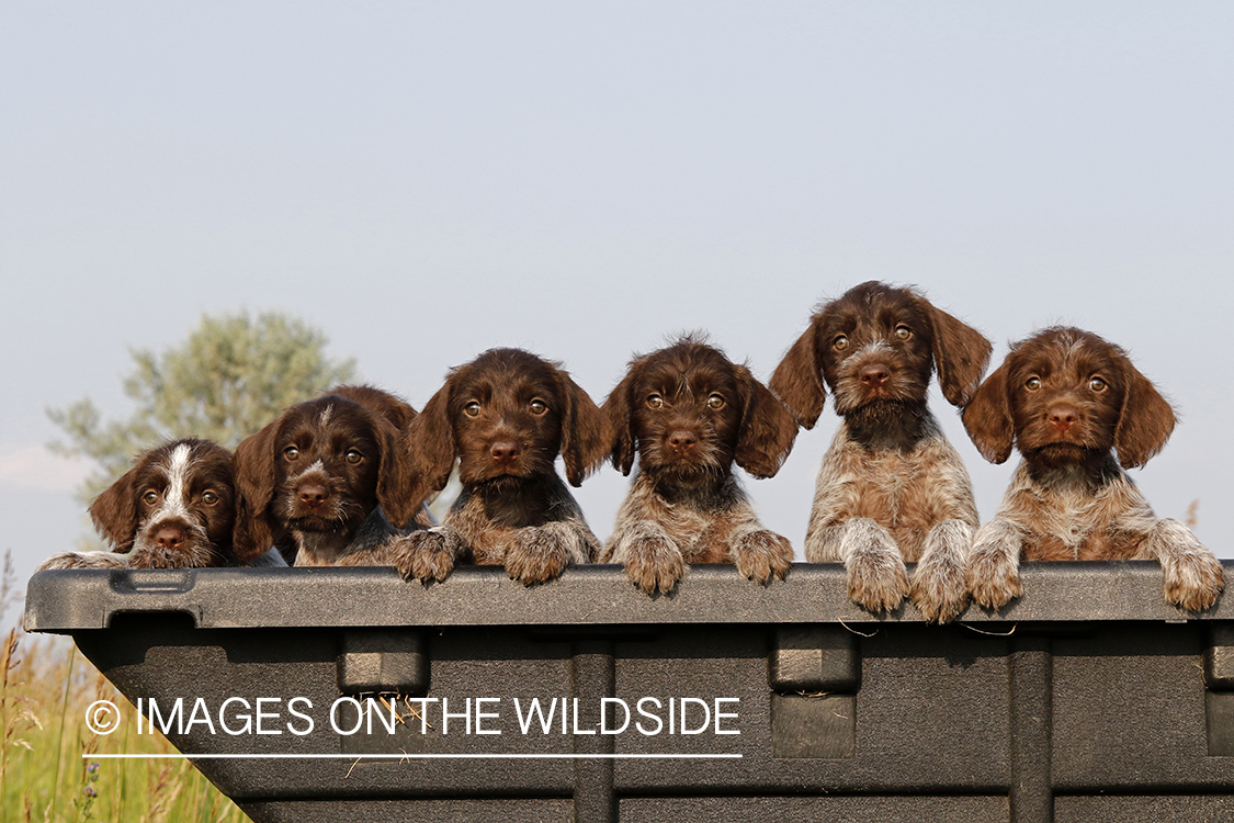 German Wirehair Pointer puppies