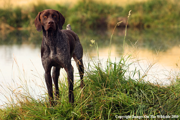 German Short-Haired Pointer in field