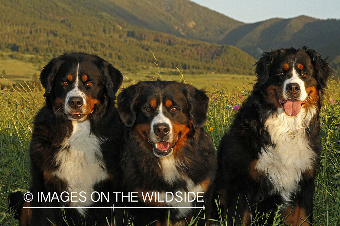 Bernese Mountain Dogs. 