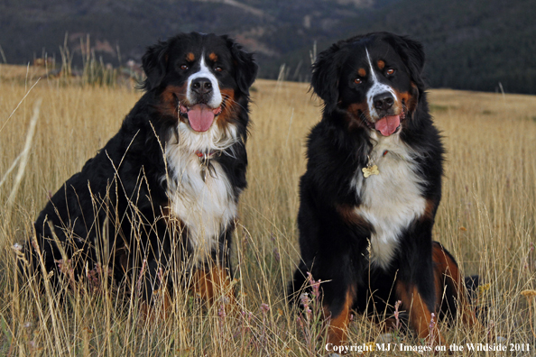 Bernese Mountain Dogs.