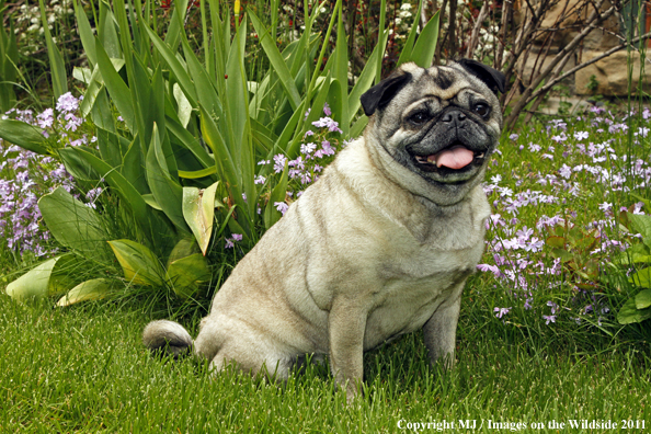 Pug in yard. 