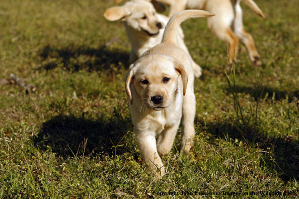 Yellow Labrador Puppies