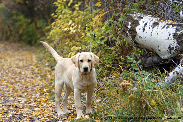 Yellow Labrador Retriever Puppy 