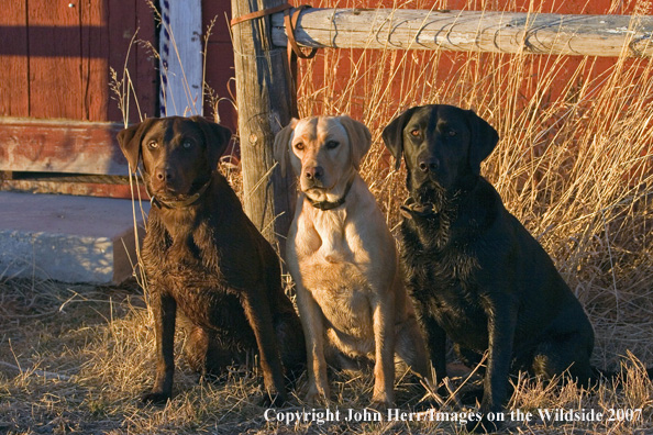 Multi-colored labrador retrievers in field.