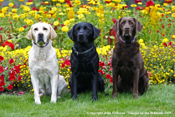 Multi-colored Labrador Retrievers 