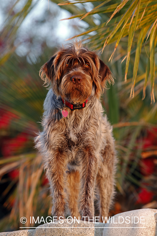 Wirehaired Pointing Griffon in Mexico.