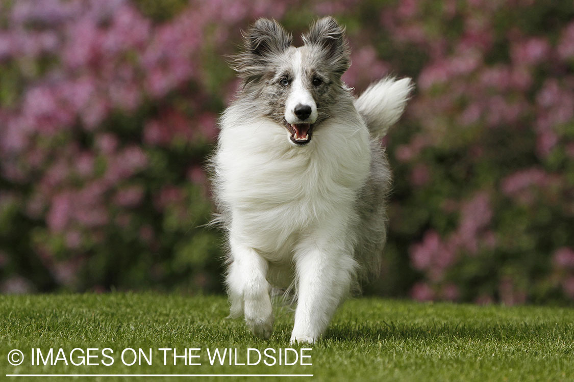 Sheltie running in field.