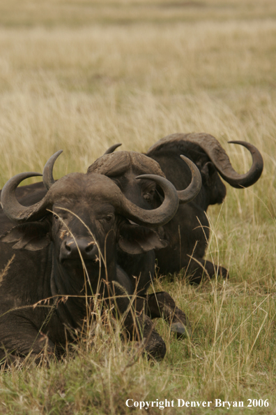 African Cape Buffalo lying in field