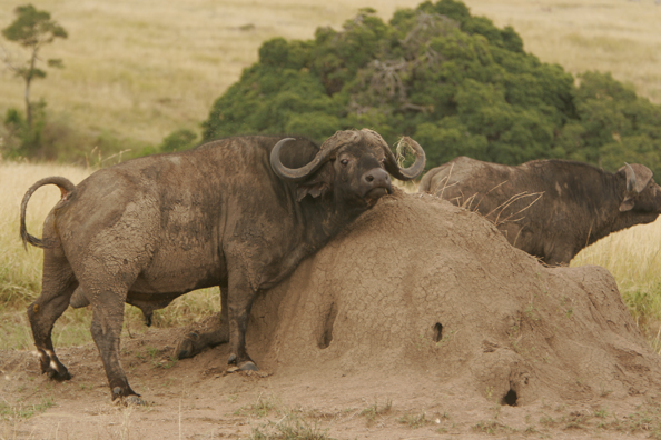 African Cape Buffalo