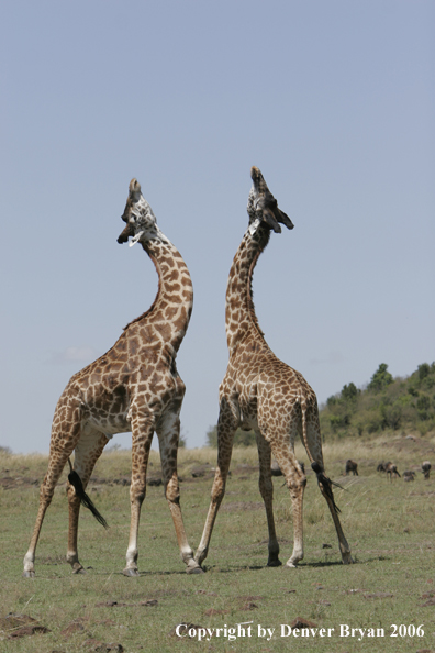 African Masai Giraffes fighting