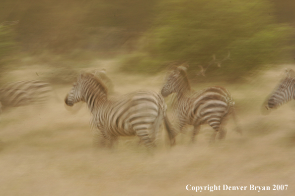 Burchell's Zebra 