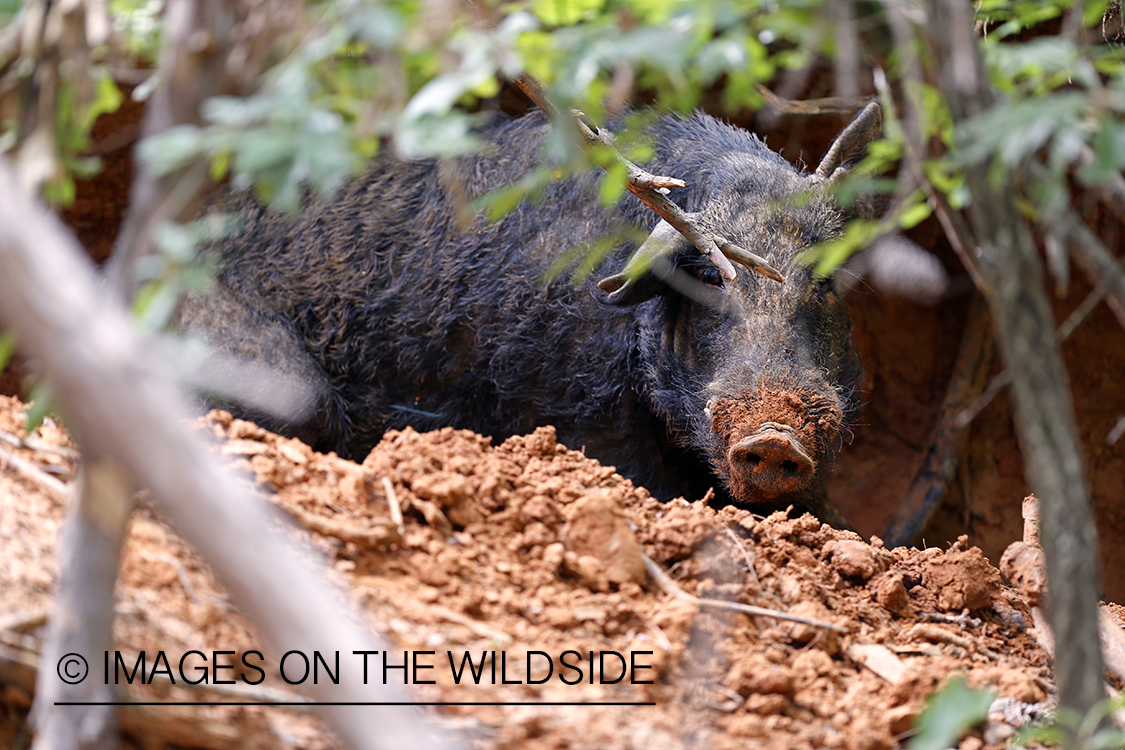 Feral hog in habitat.