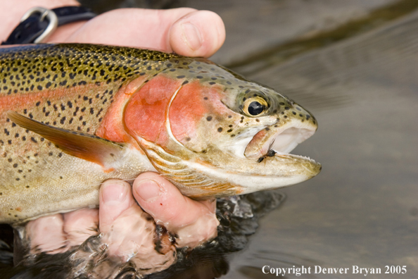 Rainbow trout