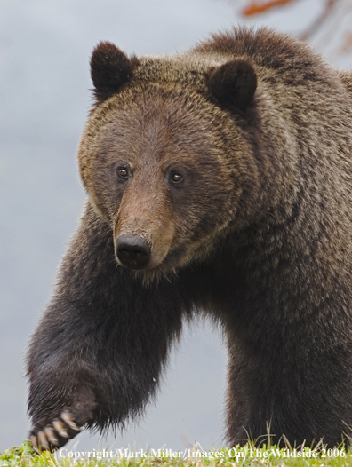 Grizzly bear in habitat.