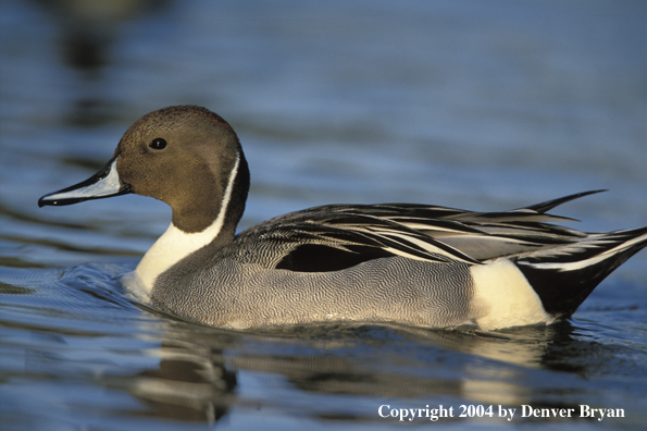 Pintail drake on water